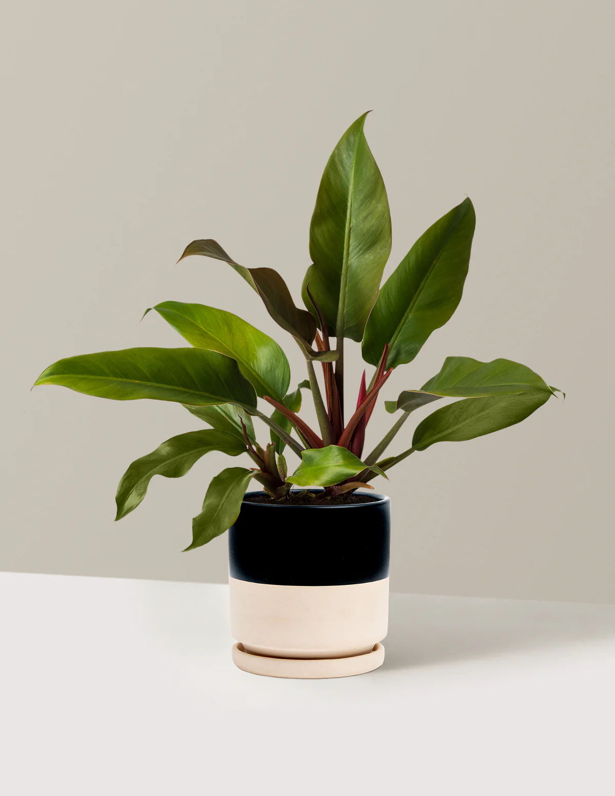 Philodendron Autumn - Image 17