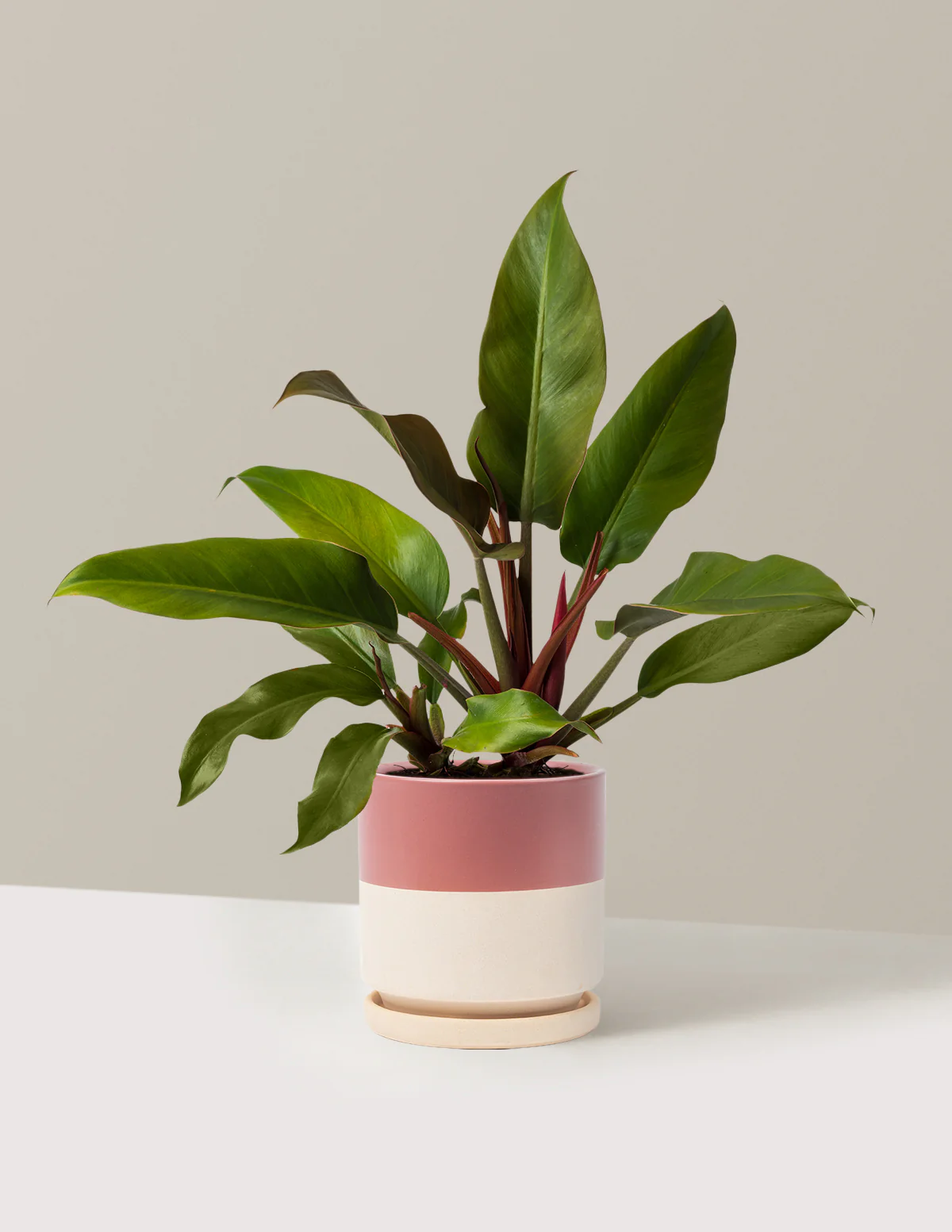 Philodendron Autumn - Image 18