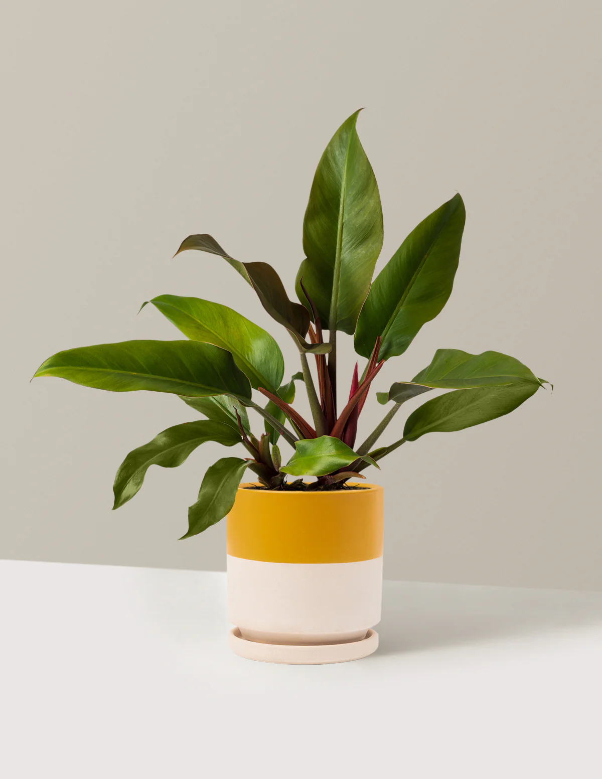 Philodendron Autumn - Image 19