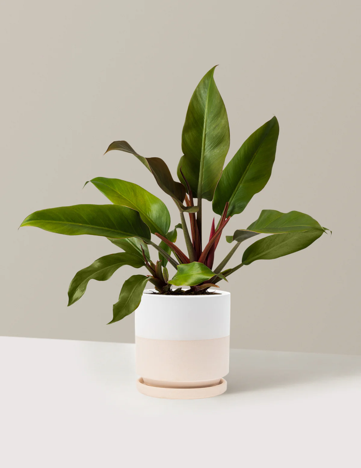 Philodendron Autumn - Image 20