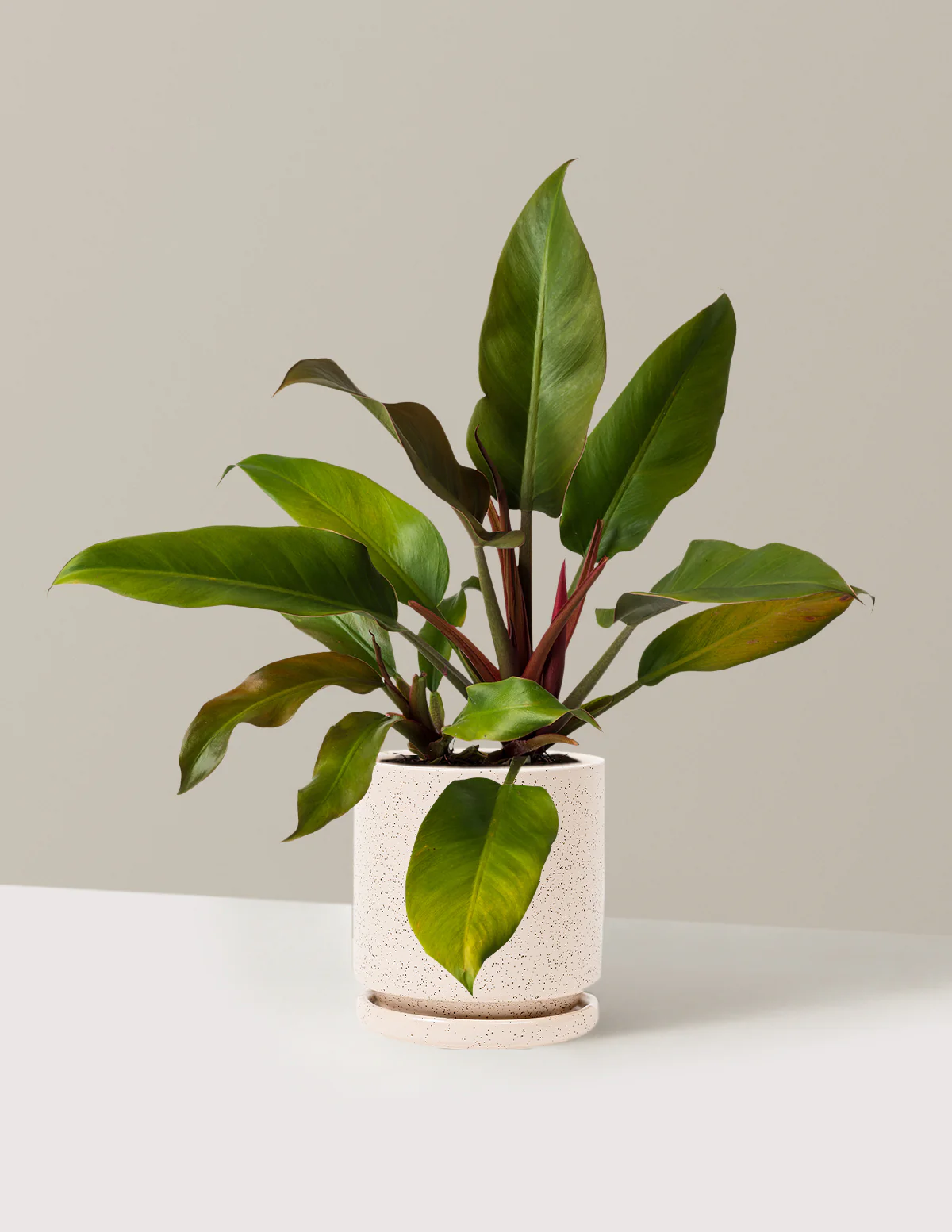 Philodendron Autumn - Image 21