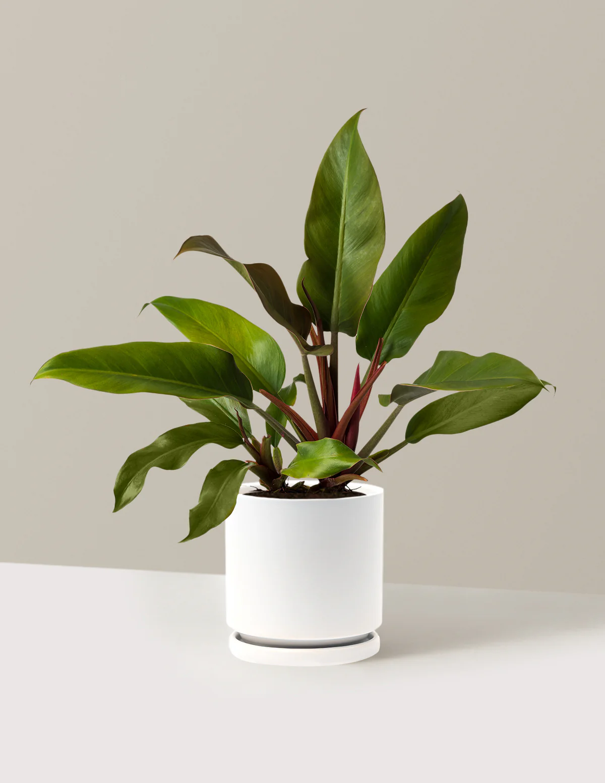 Philodendron Autumn - Image 22