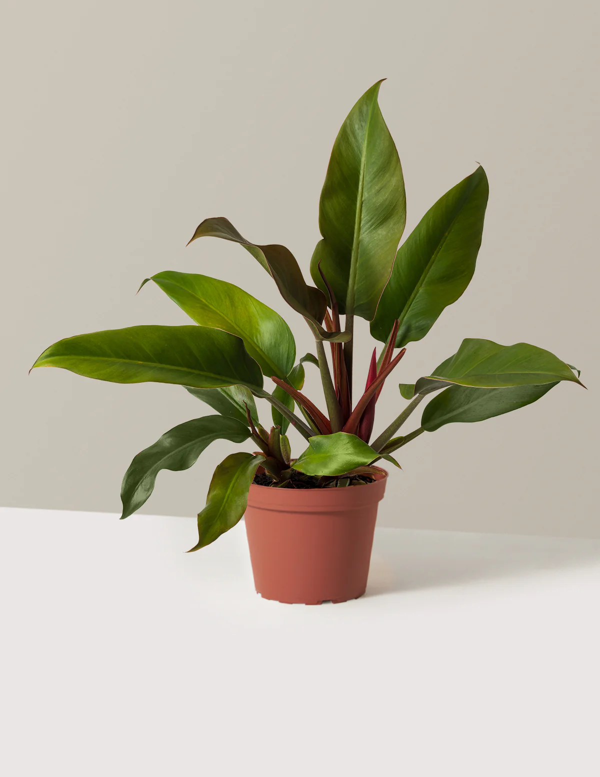 Philodendron Autumn - Image 6