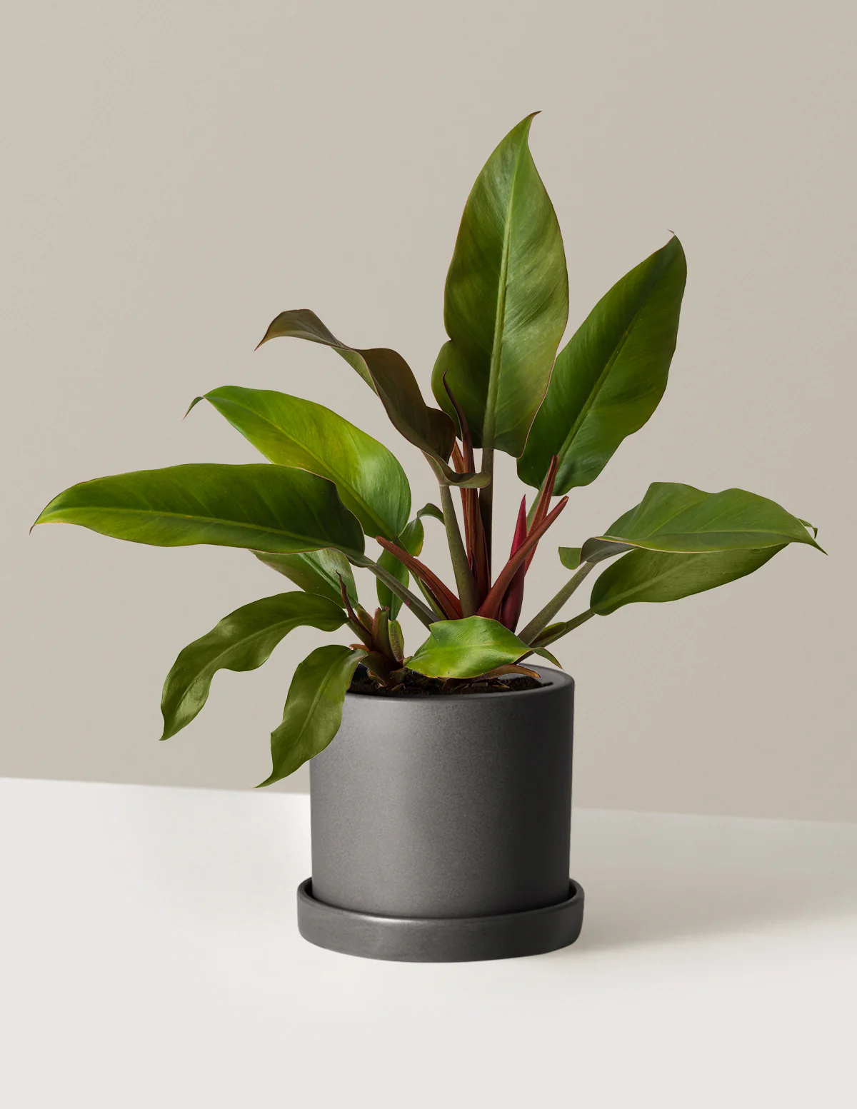 Philodendron Autumn - Image 7