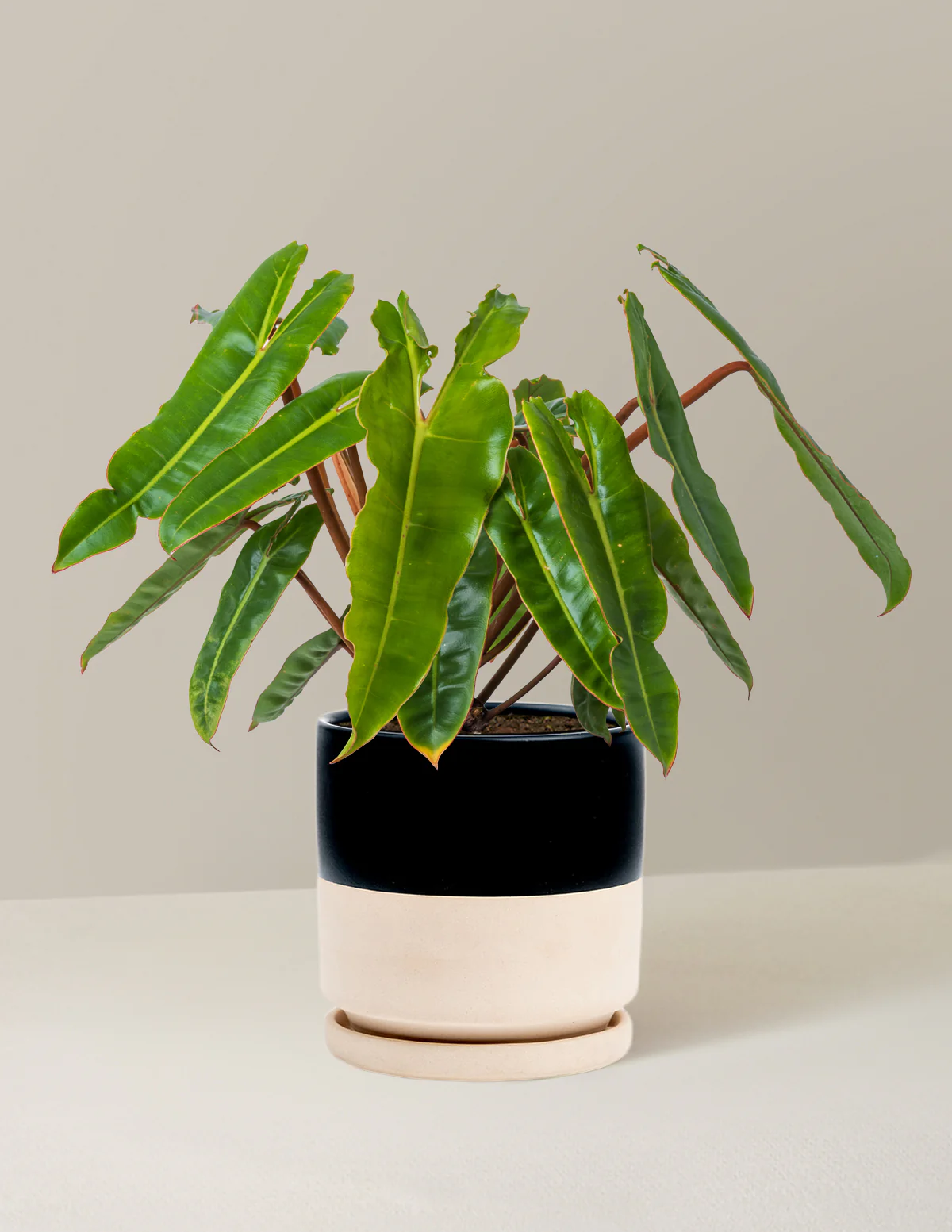 Philodendron Billietiae - Image 10