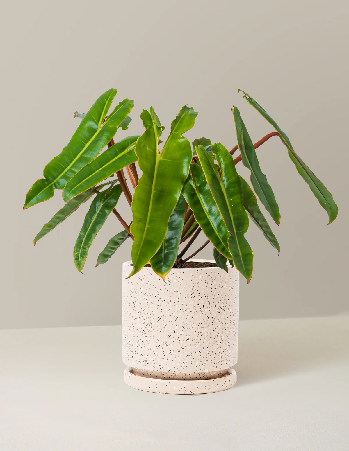 Philodendron Billietiae - Image 11