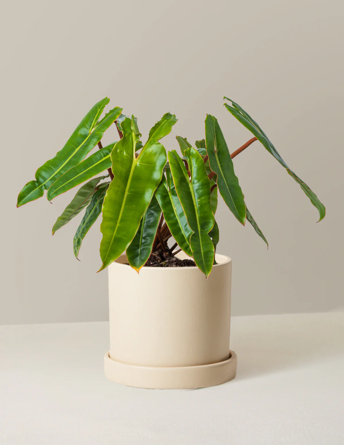 Philodendron Billietiae - Image 12