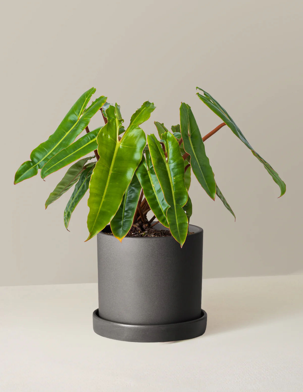 Philodendron Billietiae - Image 13