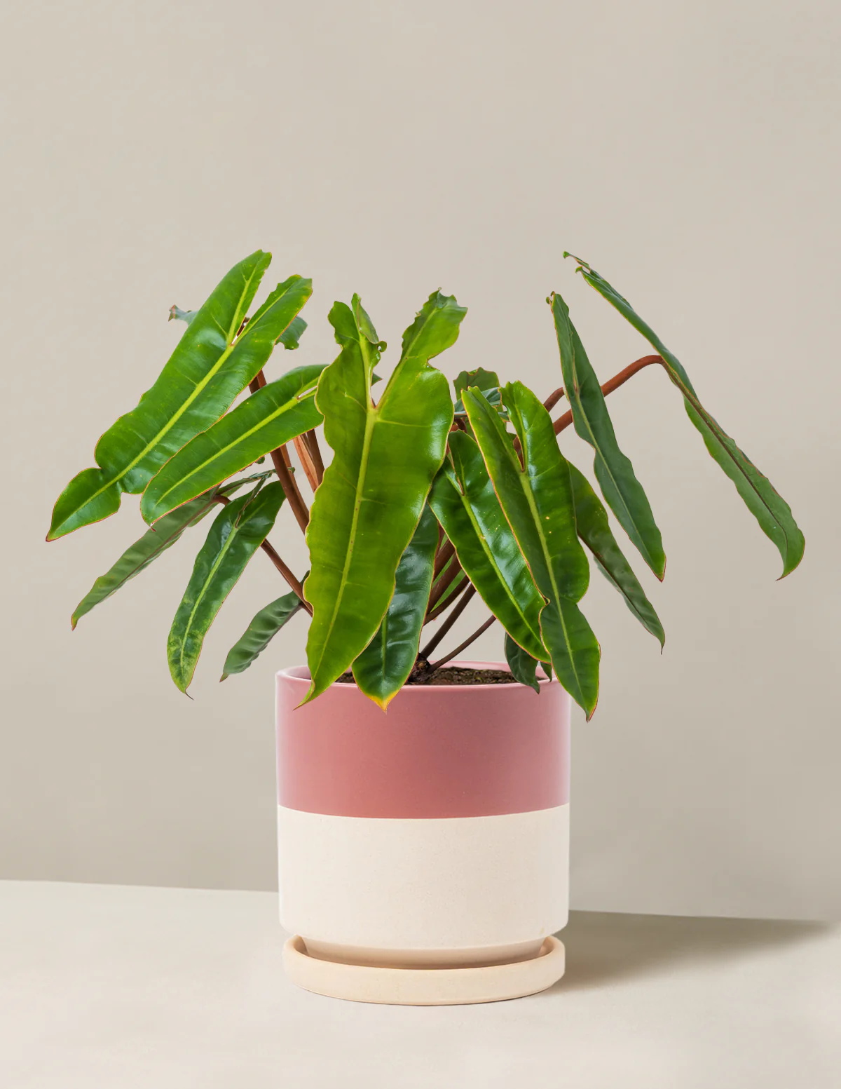 Philodendron Billietiae - Image 14