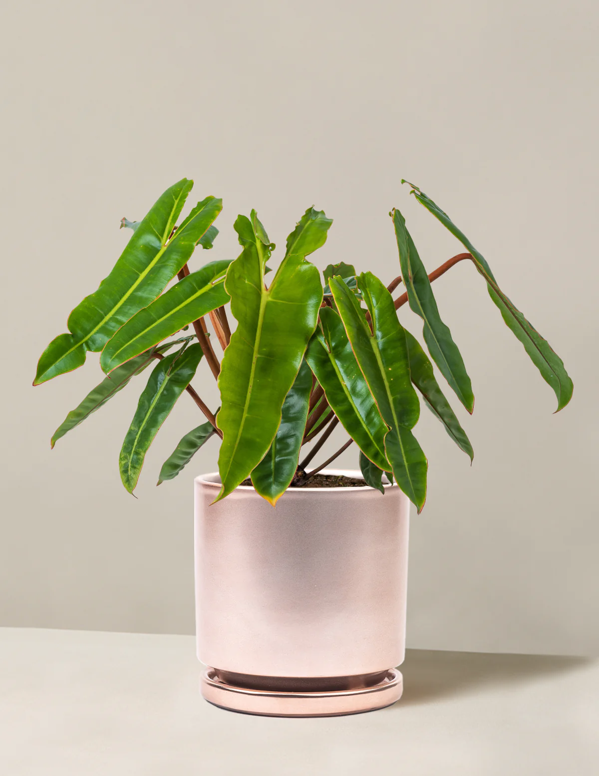 Philodendron Billietiae - Image 15