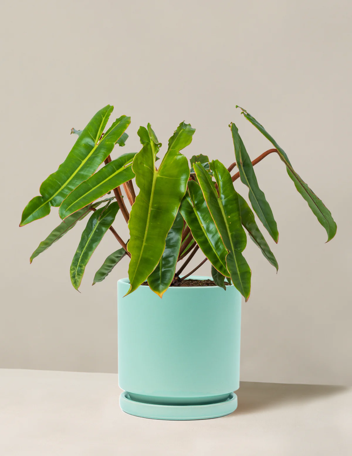 Philodendron Billietiae - Image 16
