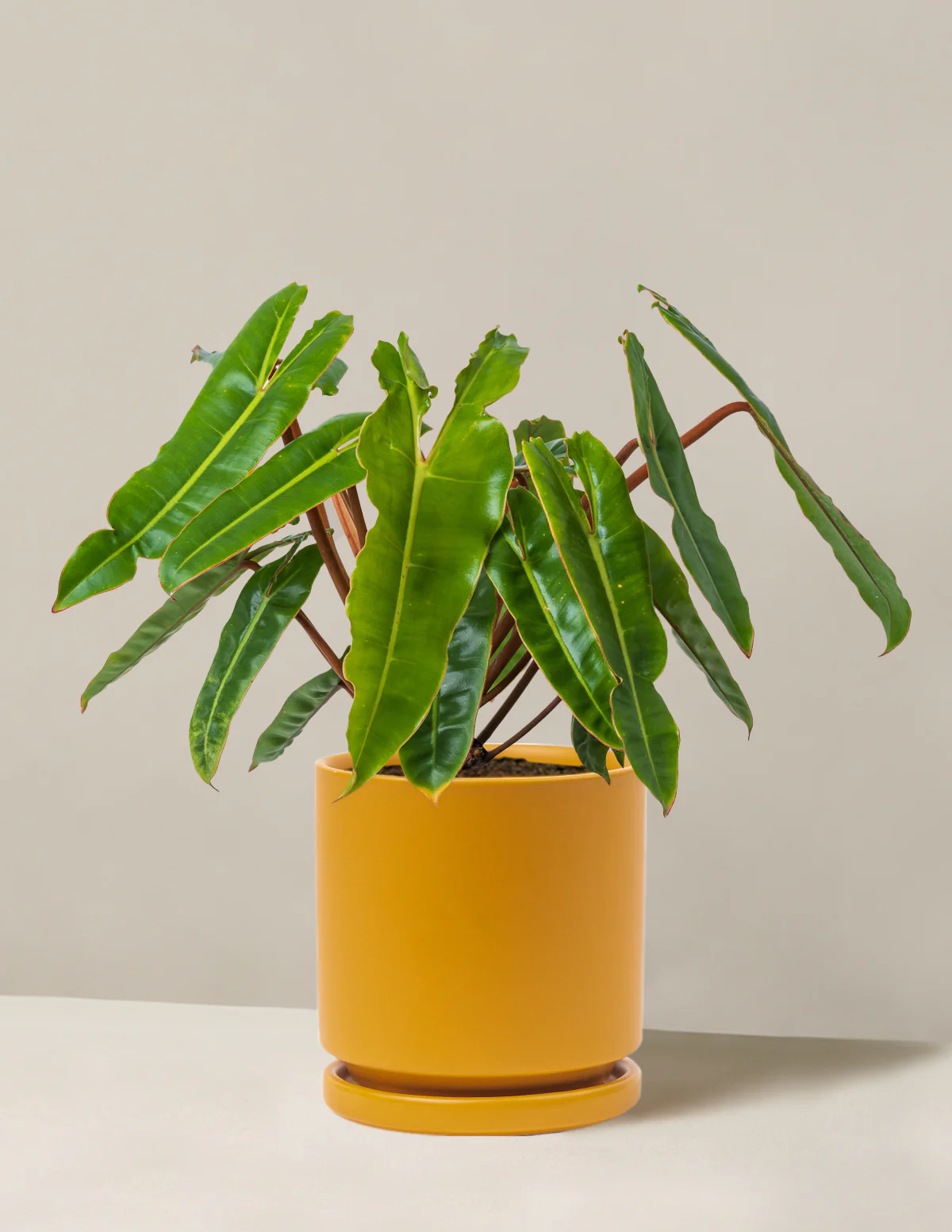 Philodendron Billietiae - Image 17