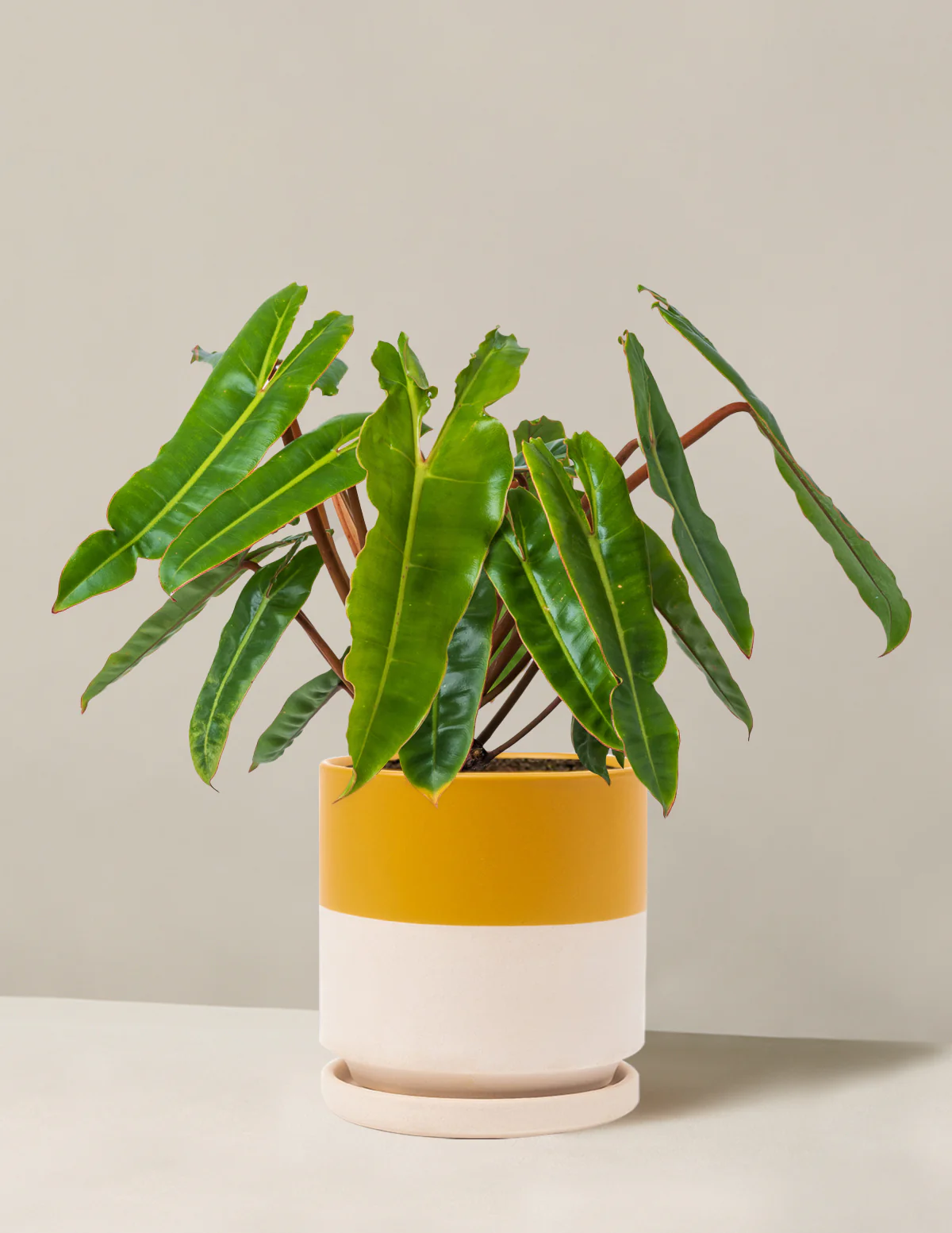 Philodendron Billietiae - Image 18