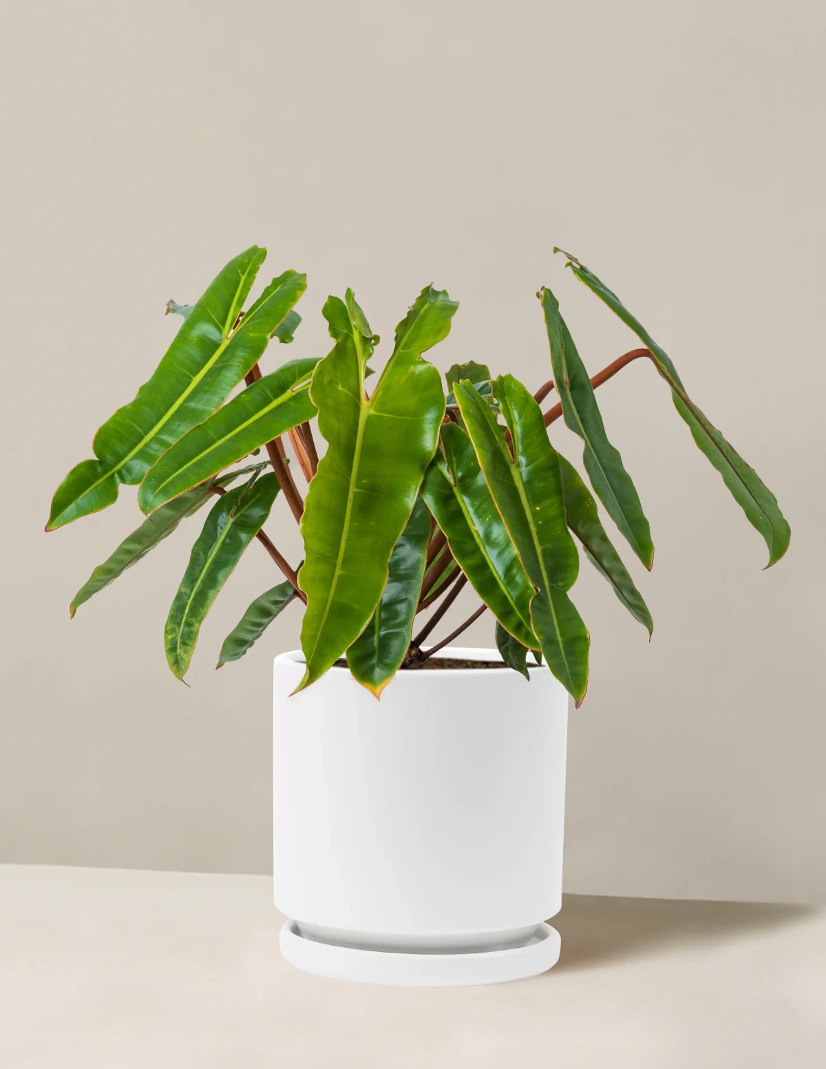 Philodendron Billietiae - Image 19