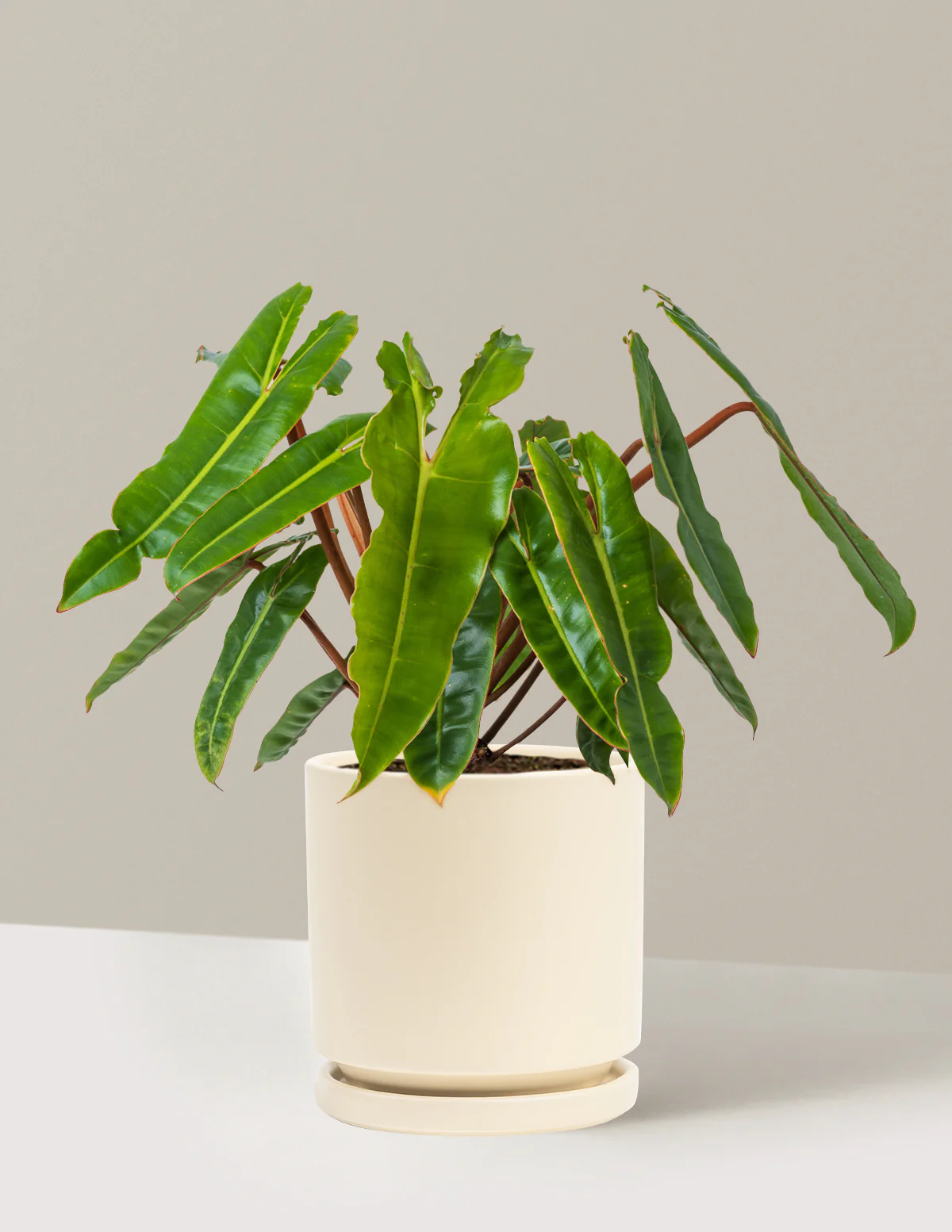 Philodendron Billietiae - Image 20