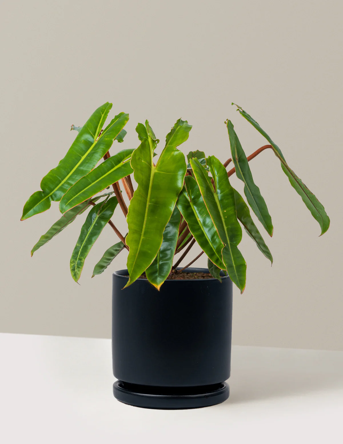 Philodendron Billietiae - Image 21