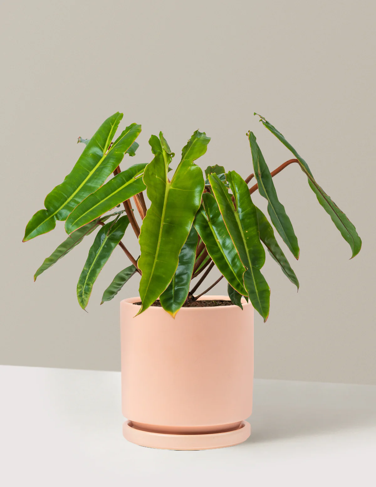 Philodendron Billietiae - Image 22