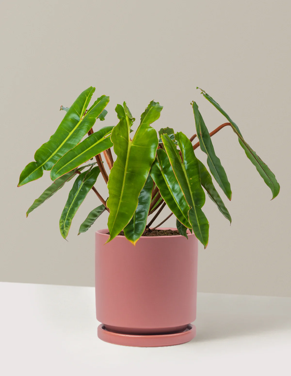 Philodendron Billietiae - Image 23