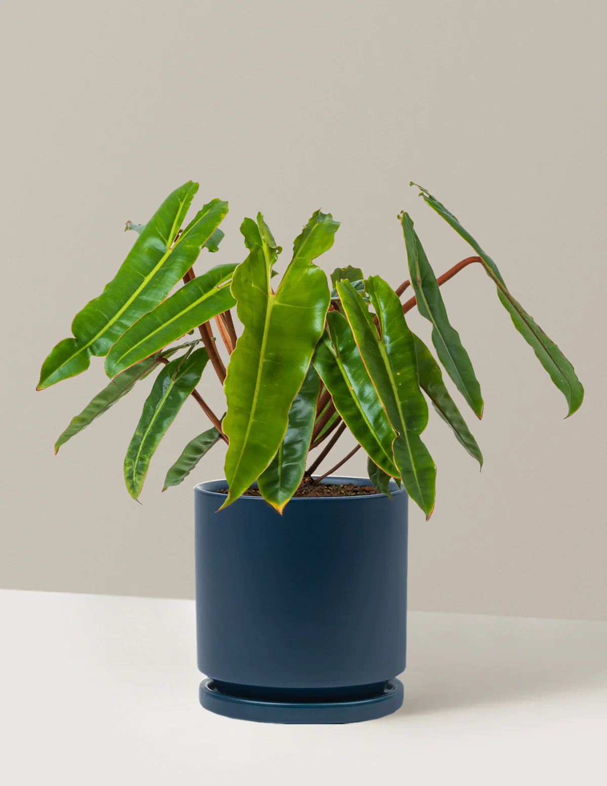 Philodendron Billietiae - Image 24