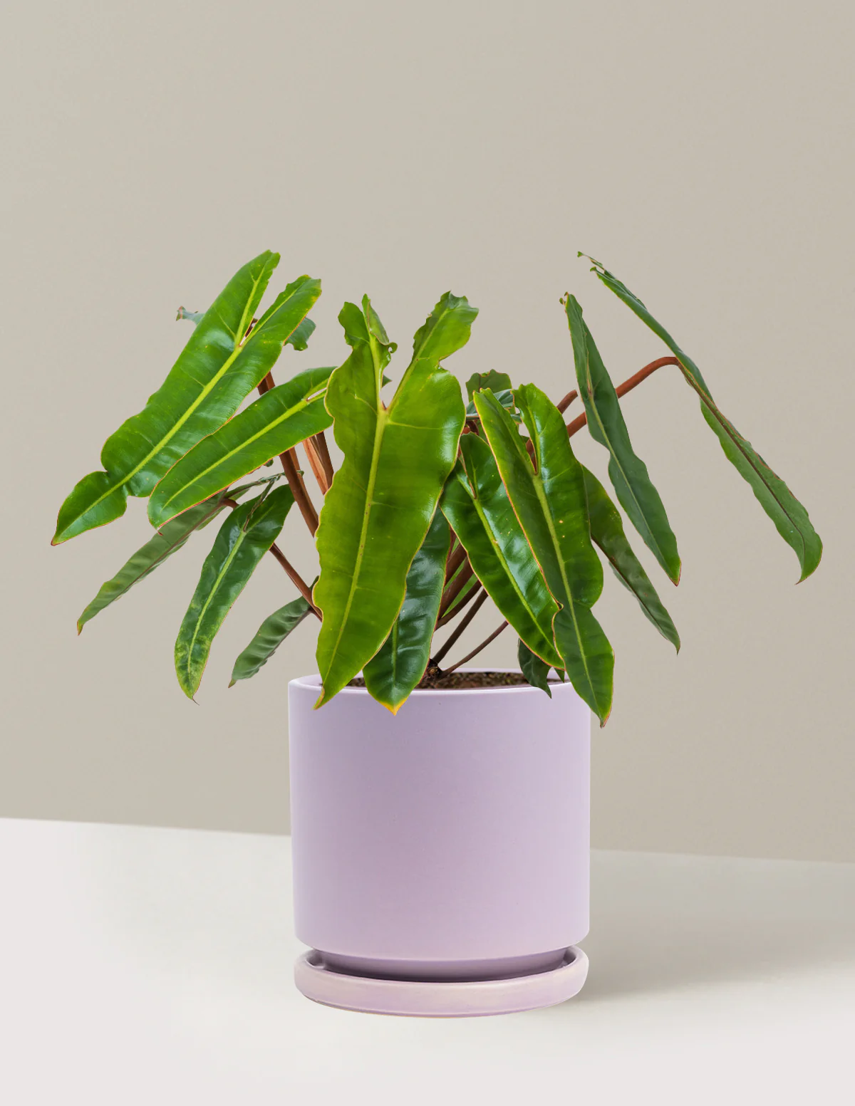 Philodendron Billietiae - Image 25
