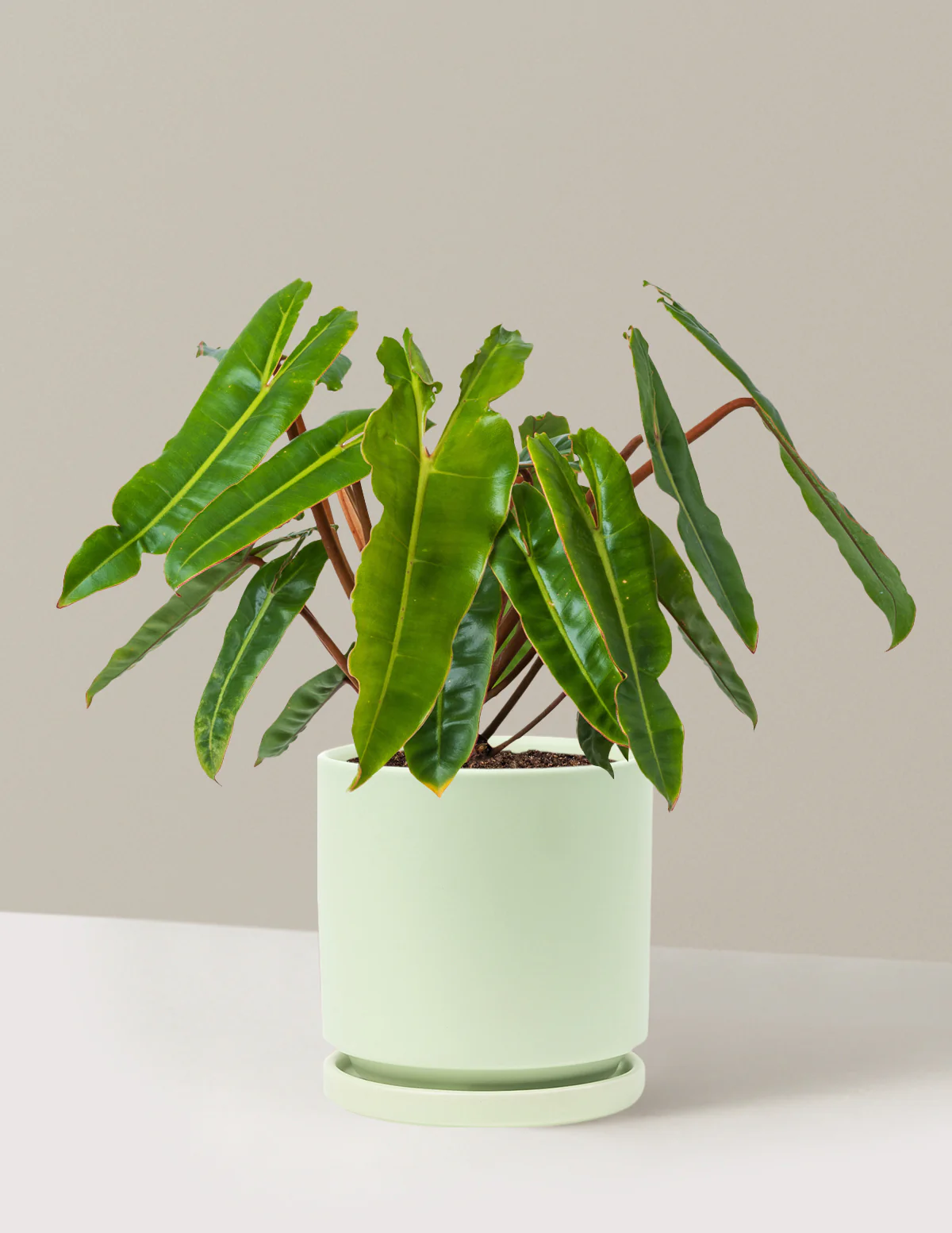 Philodendron Billietiae - Image 26