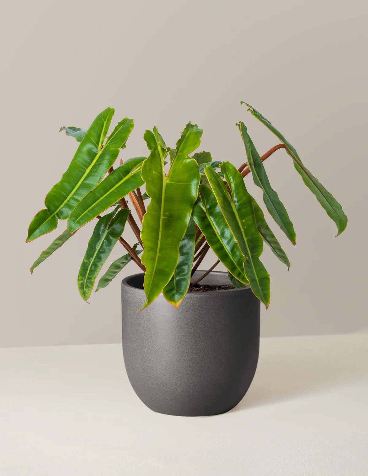 Philodendron Billietiae - Image 3