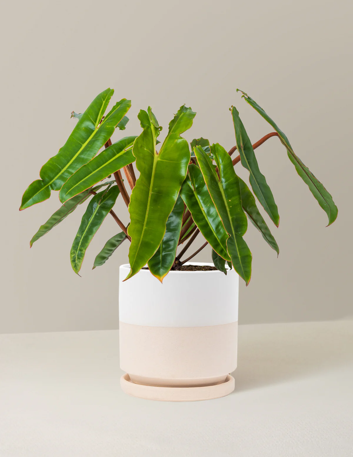Philodendron Billietiae - Image 4