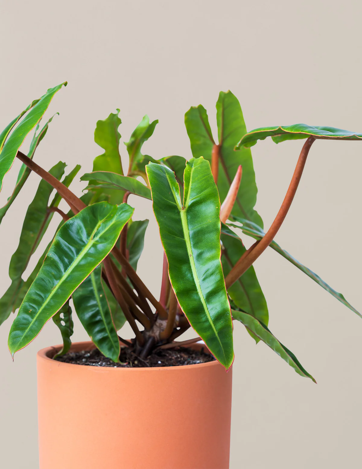 Philodendron Billietiae - Image 5