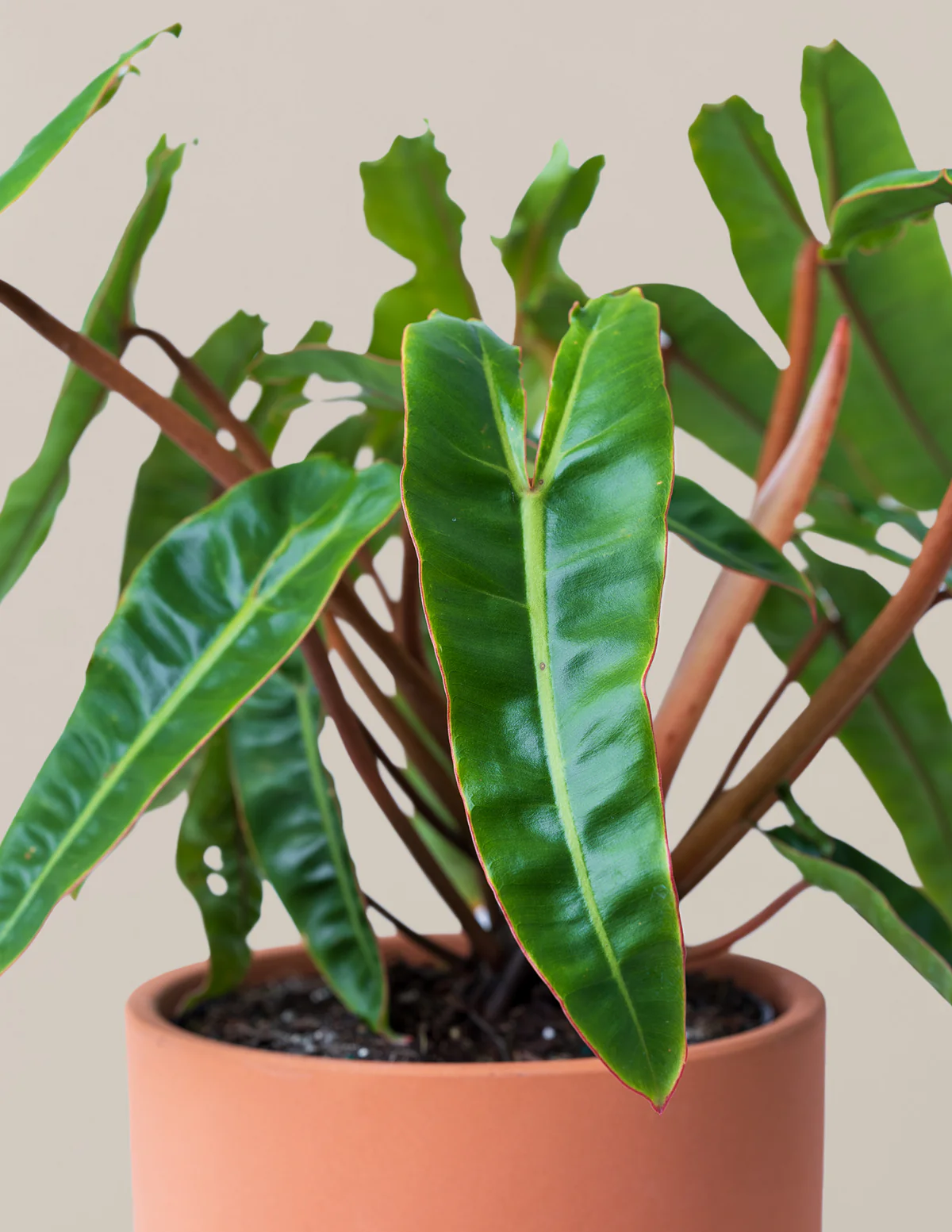 Philodendron Billietiae - Image 6