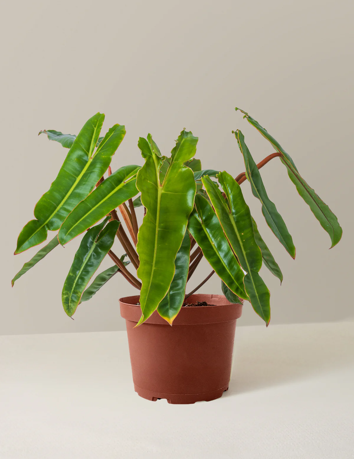 Philodendron Billietiae - Image 7