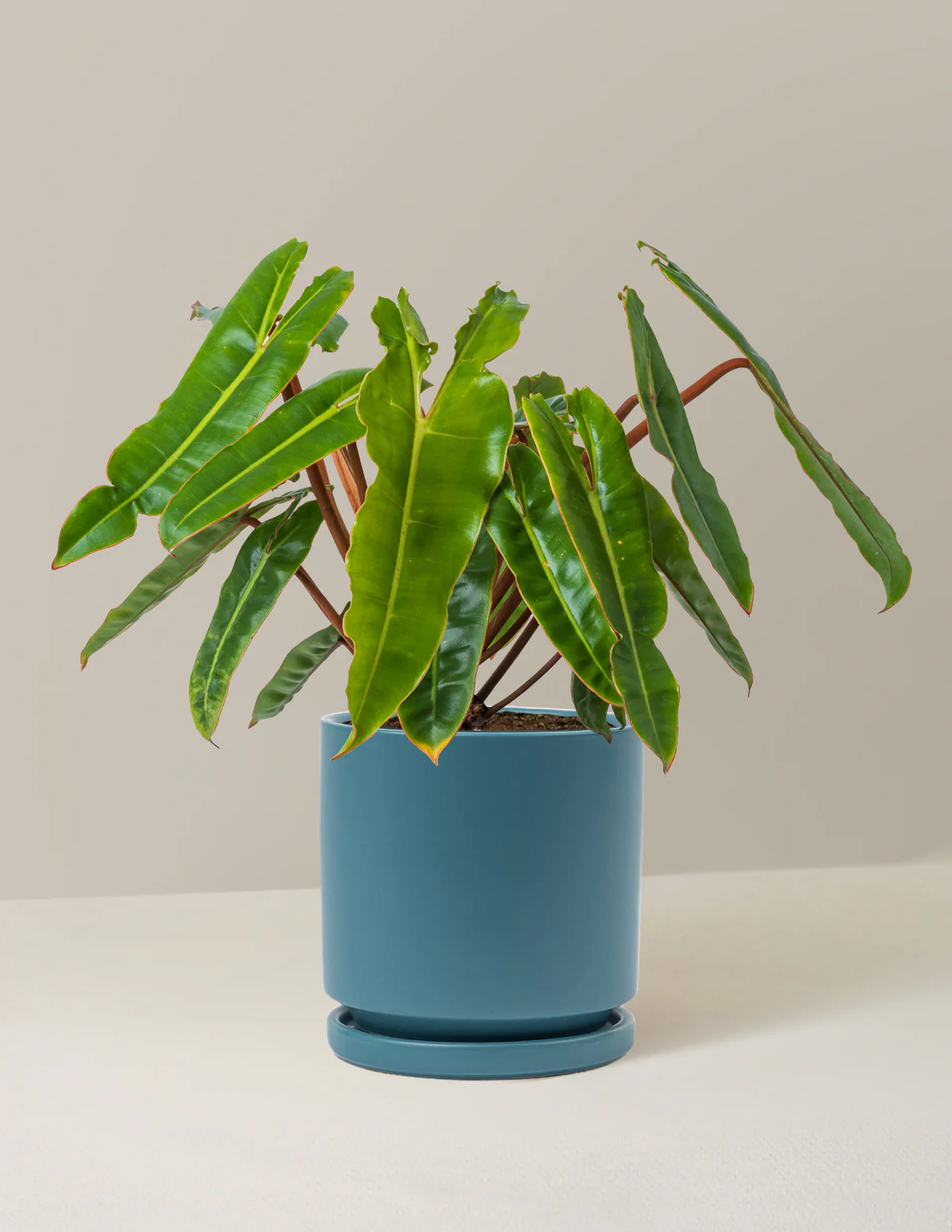 Philodendron Billietiae - Image 8
