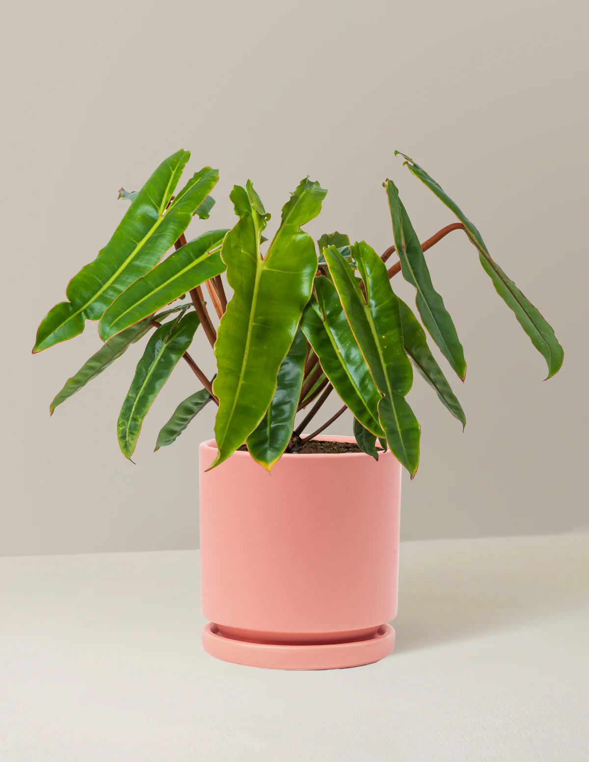 Philodendron Billietiae - Image 9