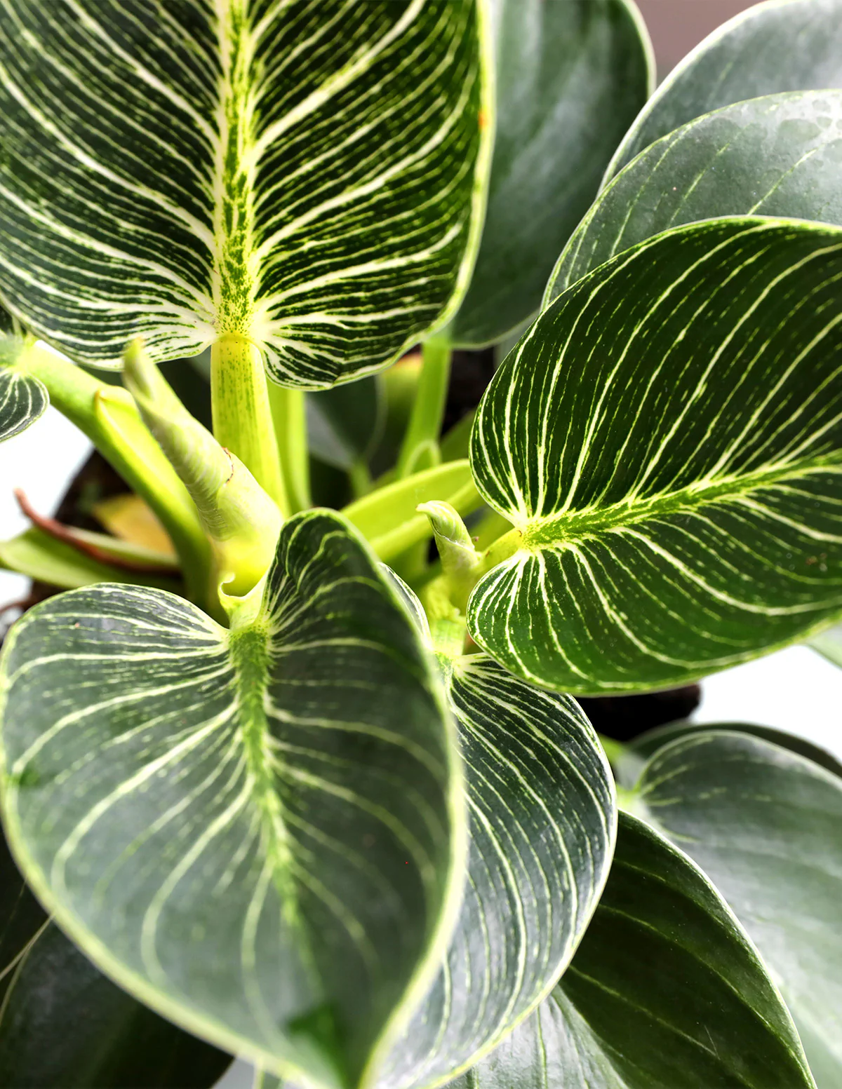 Philodendron Birkin - Image 4