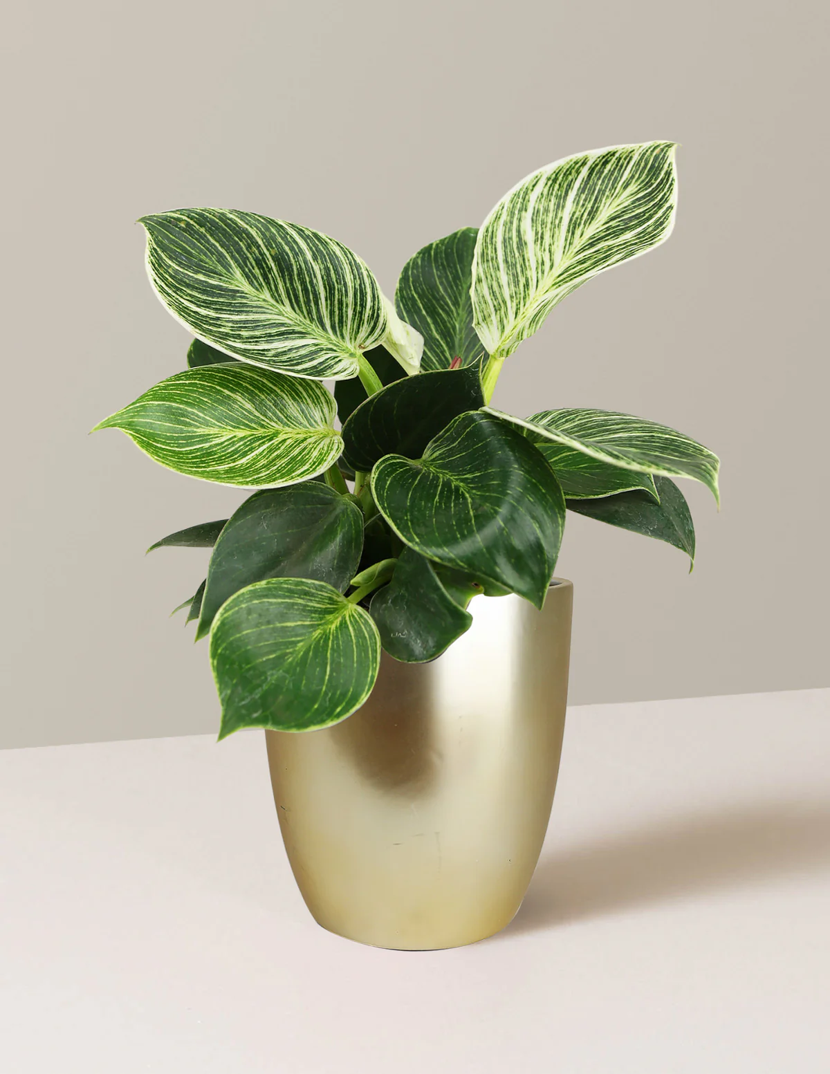 Philodendron Birkin - Image 6