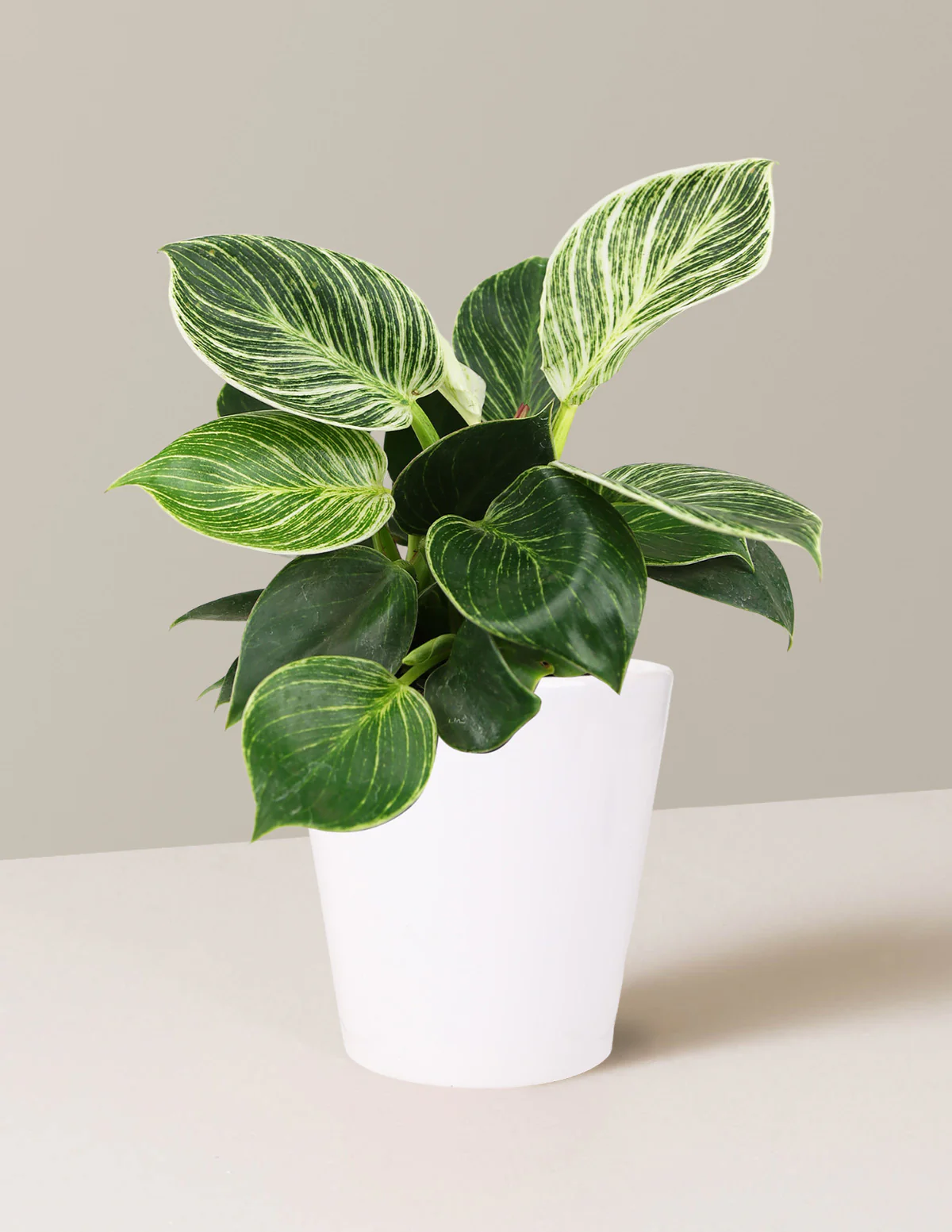 Philodendron Birkin - Image 7