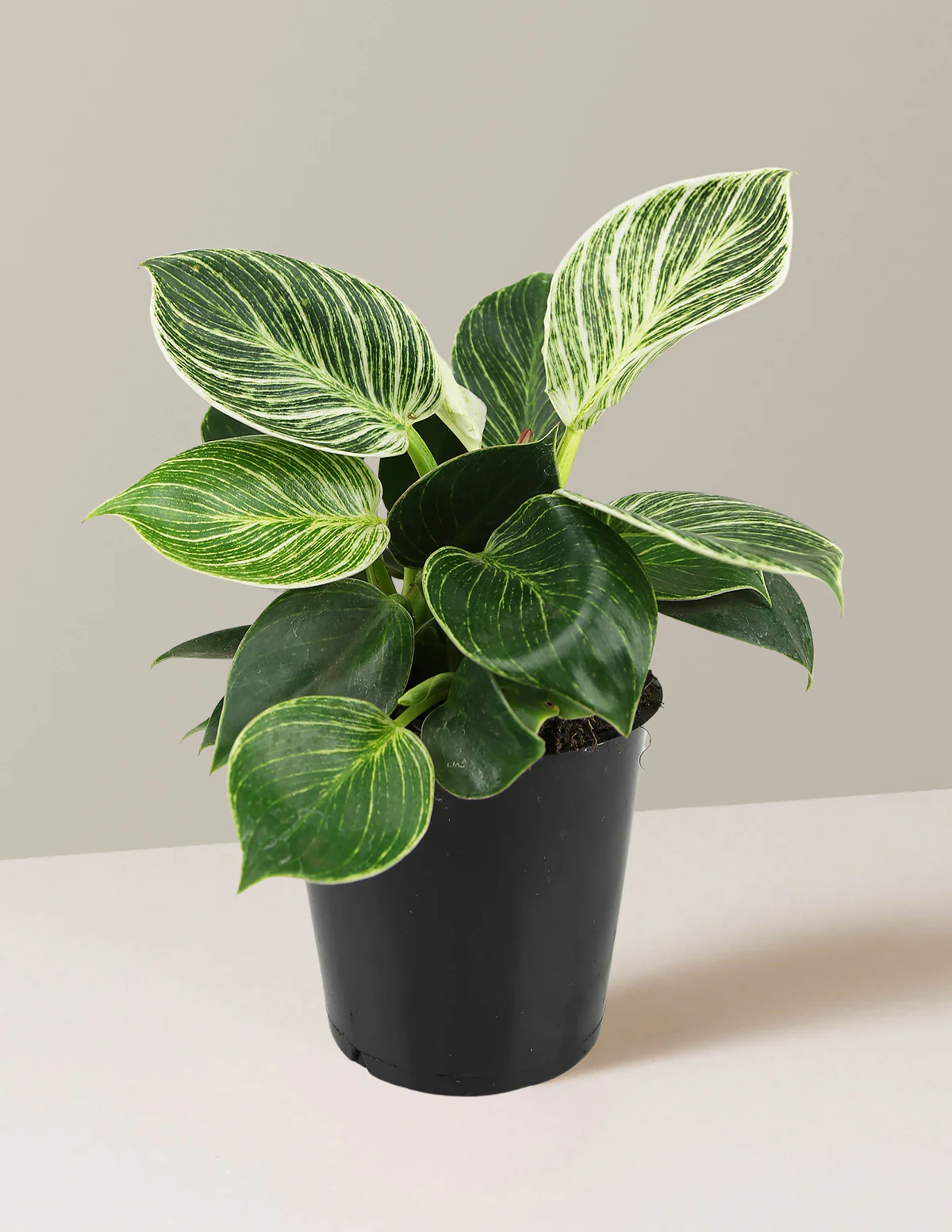 Philodendron Birkin - Image 8