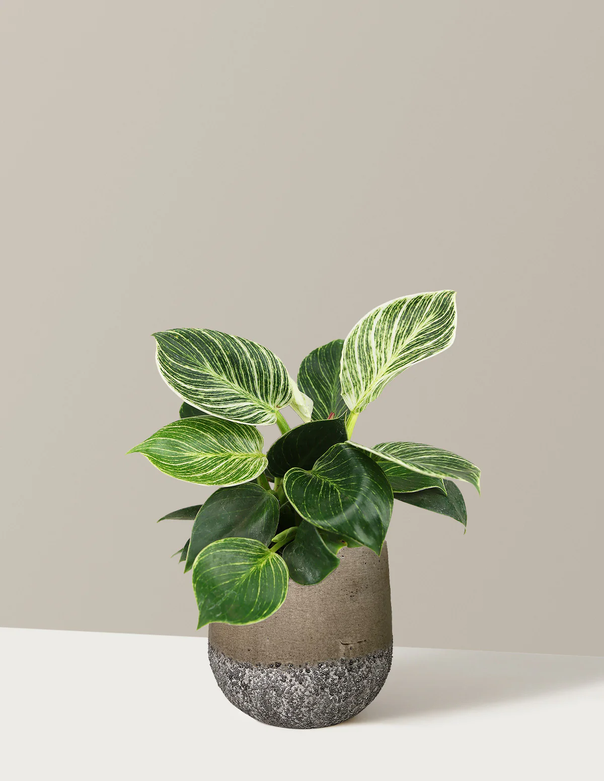 Philodendron Birkin - Image 9