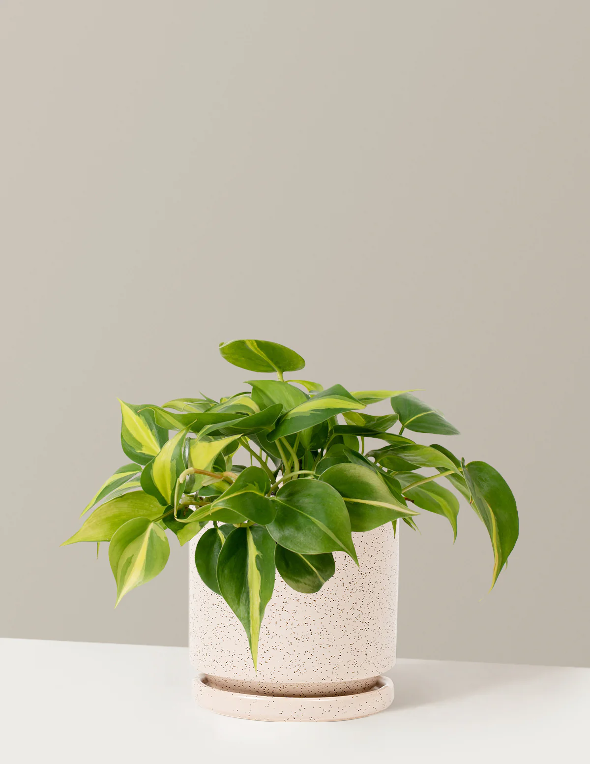 Philodendron Brasil - Image 10