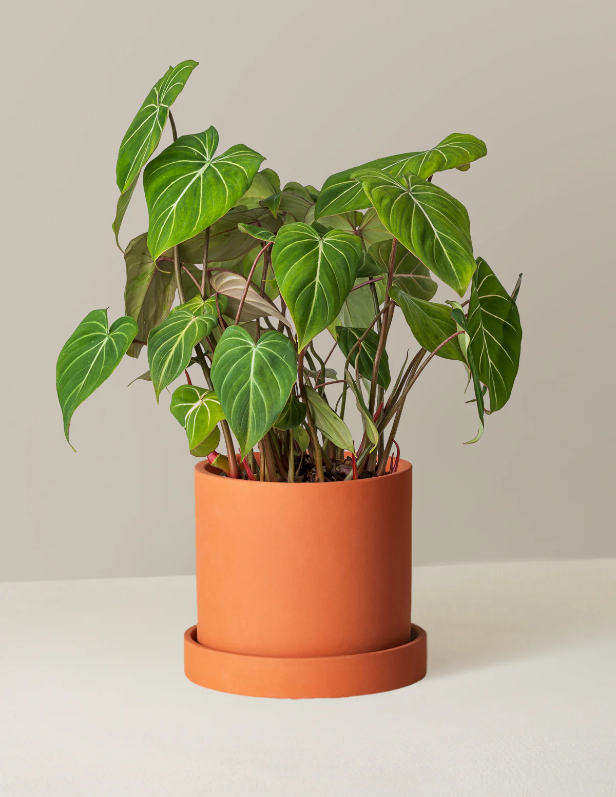 Philodendron Gloriosum - Image 12