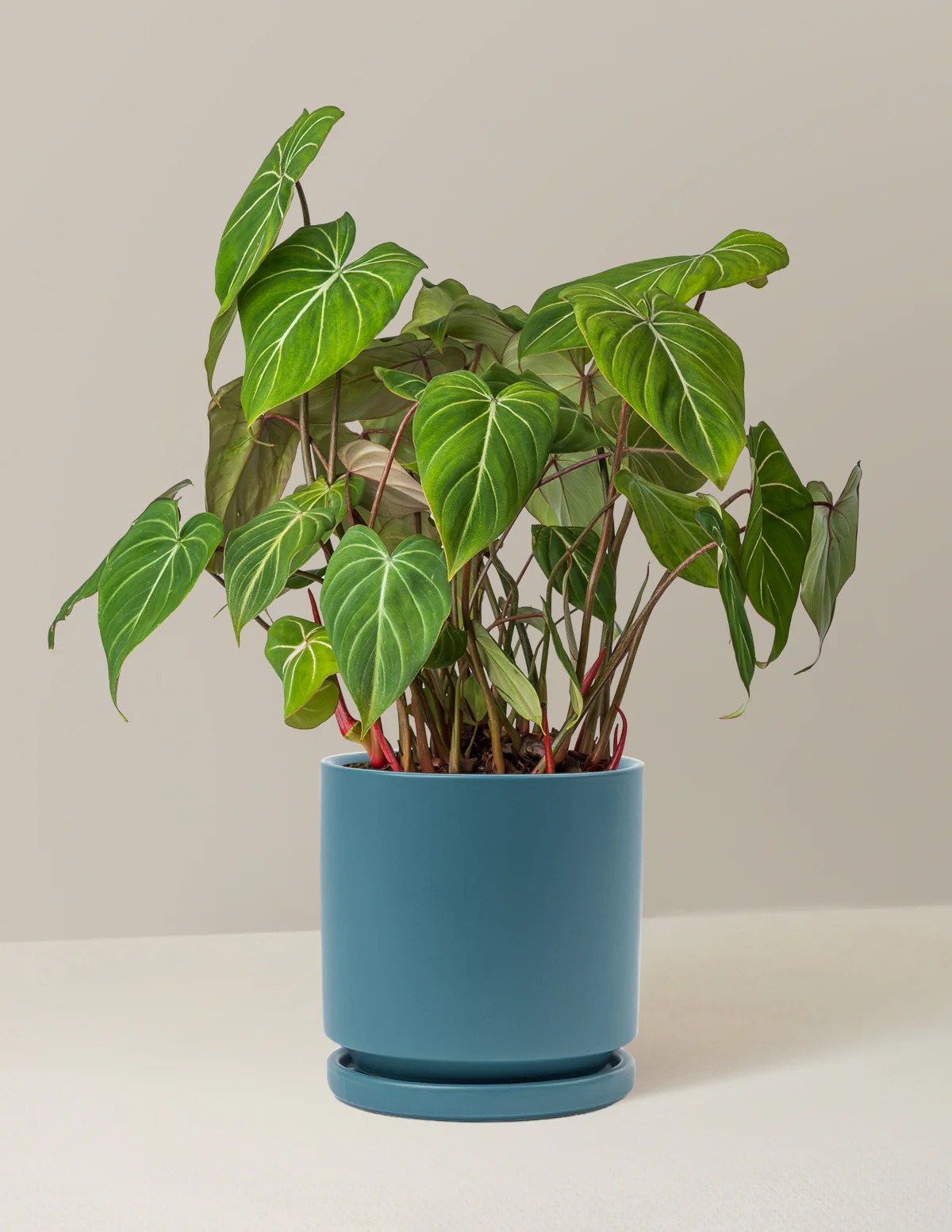 Philodendron Gloriosum - Image 13