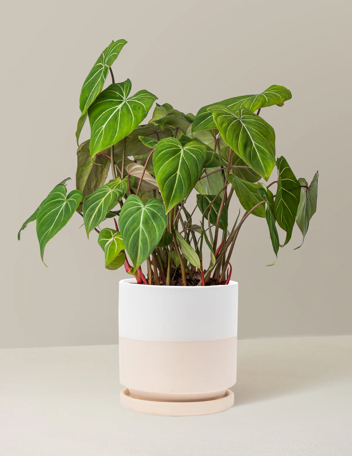 Philodendron Gloriosum - Image 15