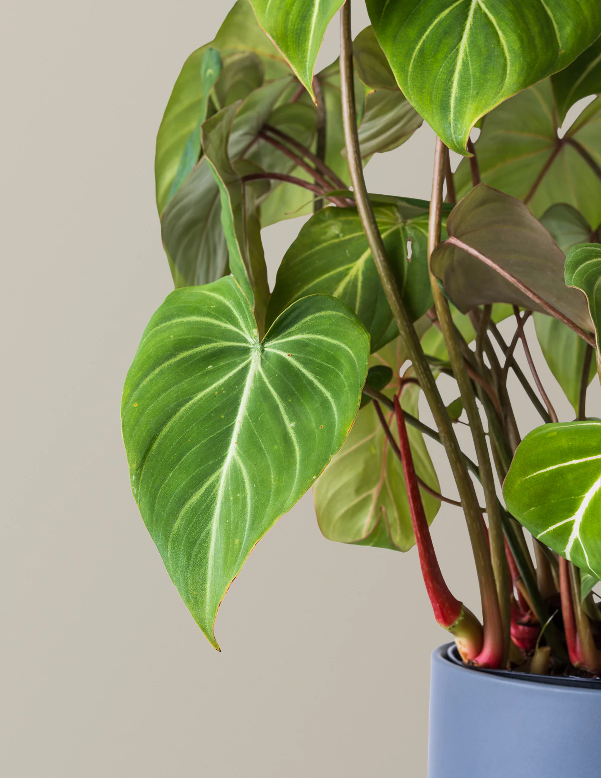 Philodendron Gloriosum - Image 4