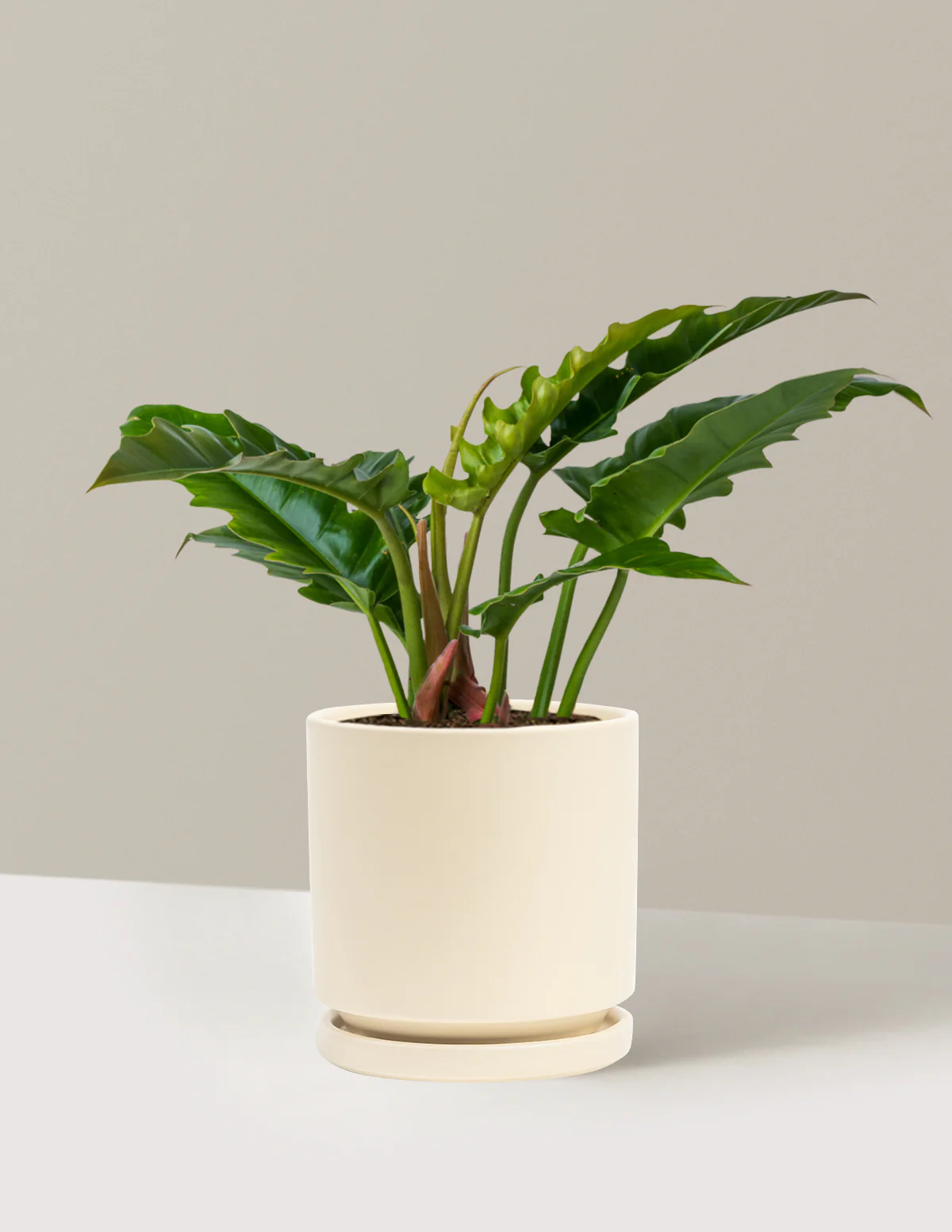 Philodendron Jungle Boogie - Image 17