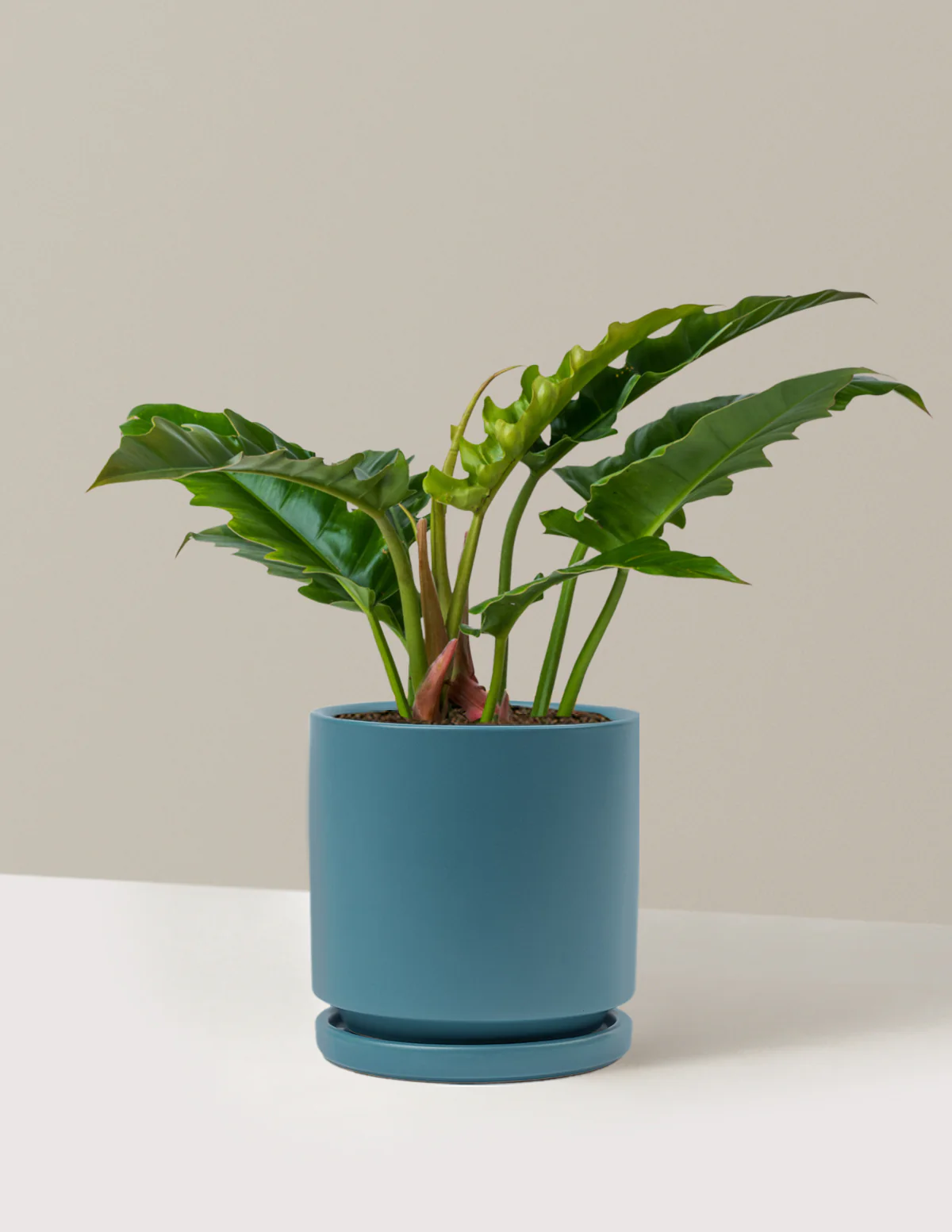 Philodendron Jungle Boogie - Image 18