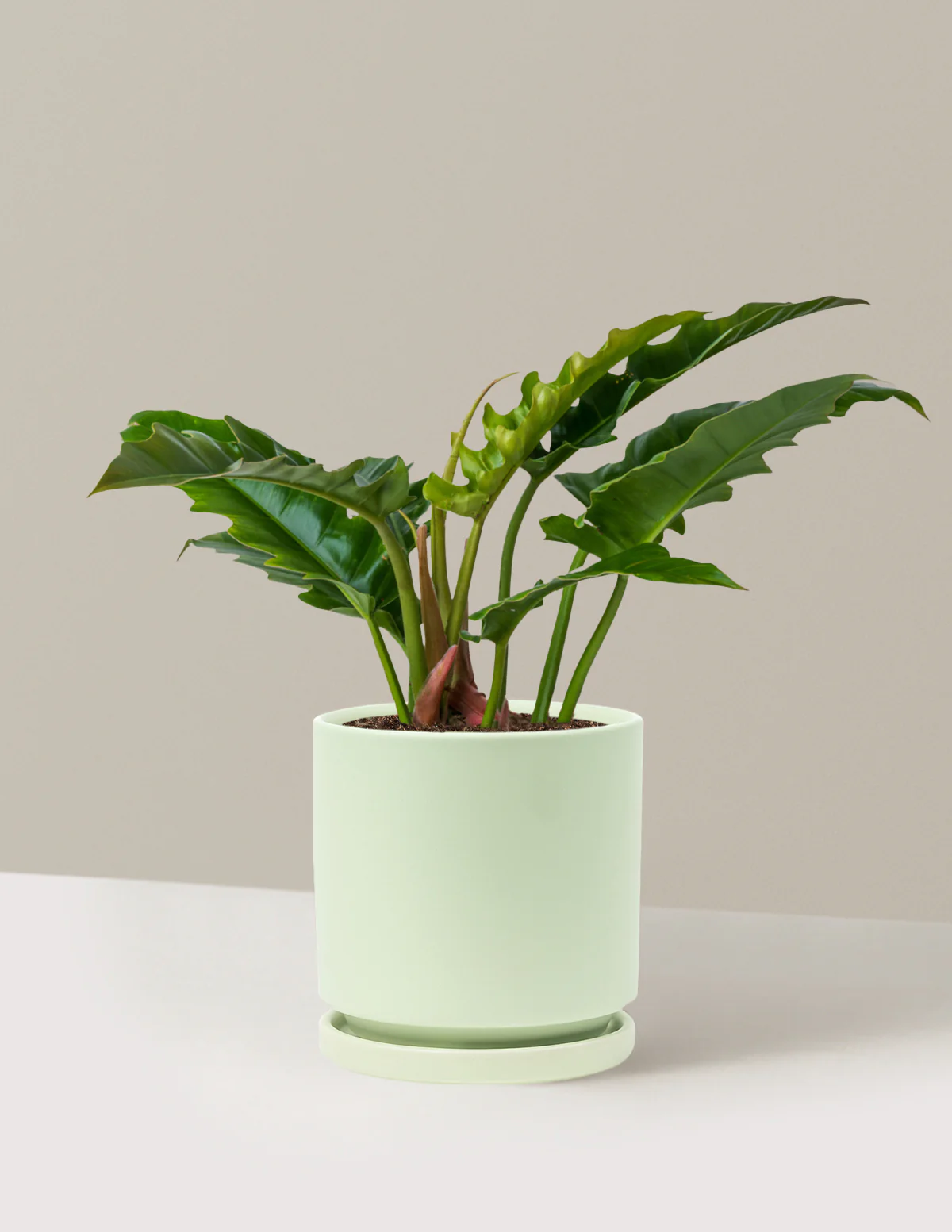 Philodendron Jungle Boogie - Image 25