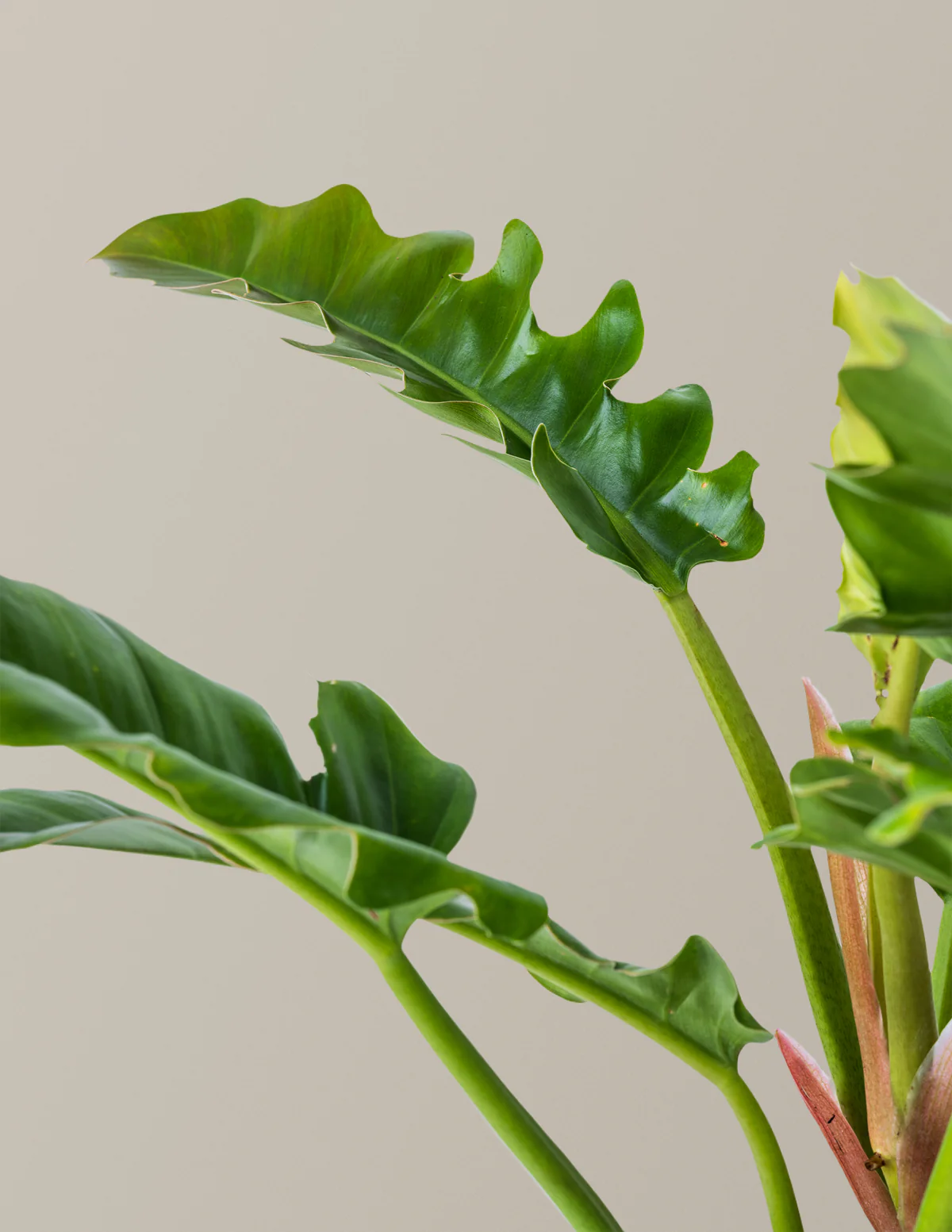 Philodendron Jungle Boogie - Image 3