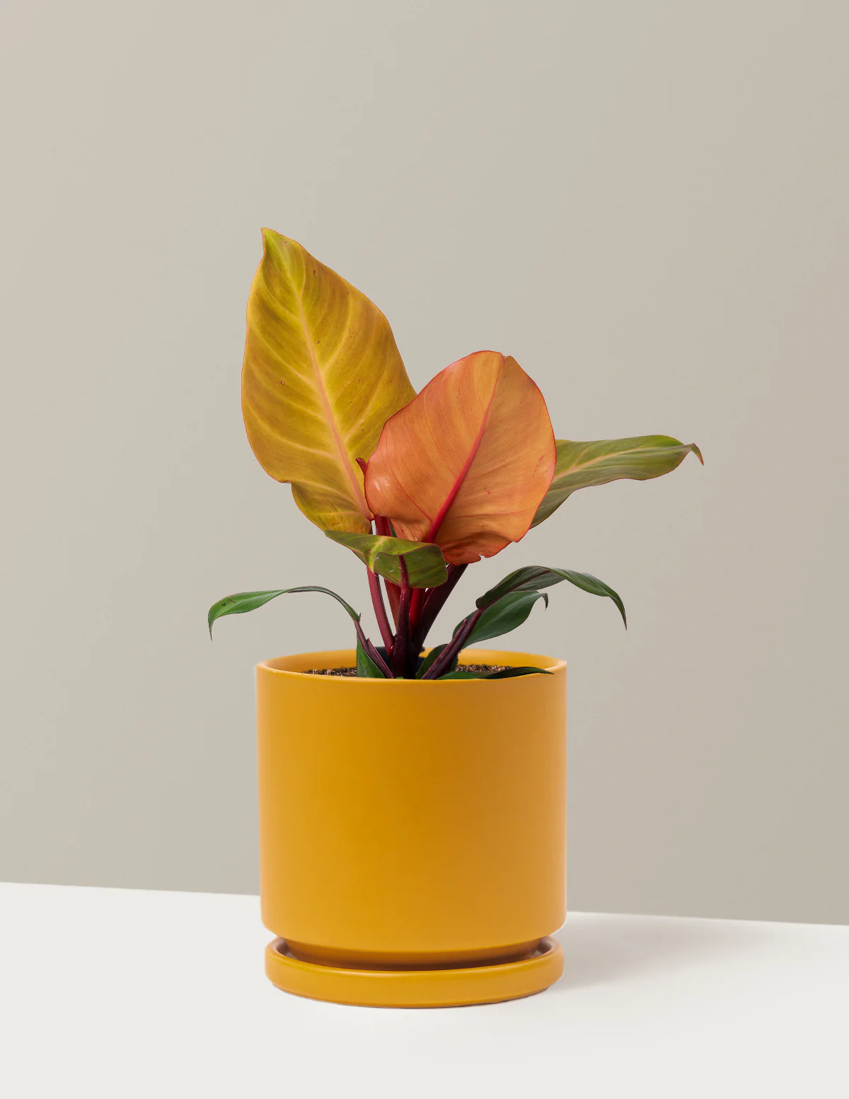 Philodendron McColley’s Finale - Image 11