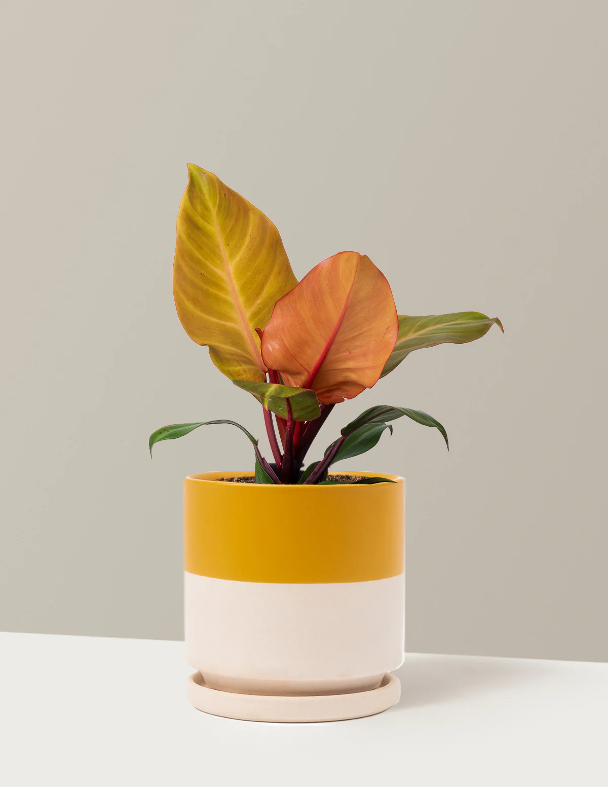 Philodendron McColley’s Finale - Image 12