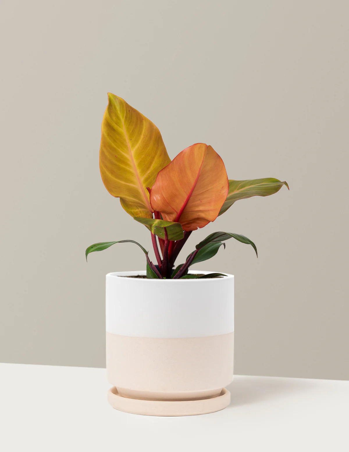 Philodendron McColley’s Finale - Image 13