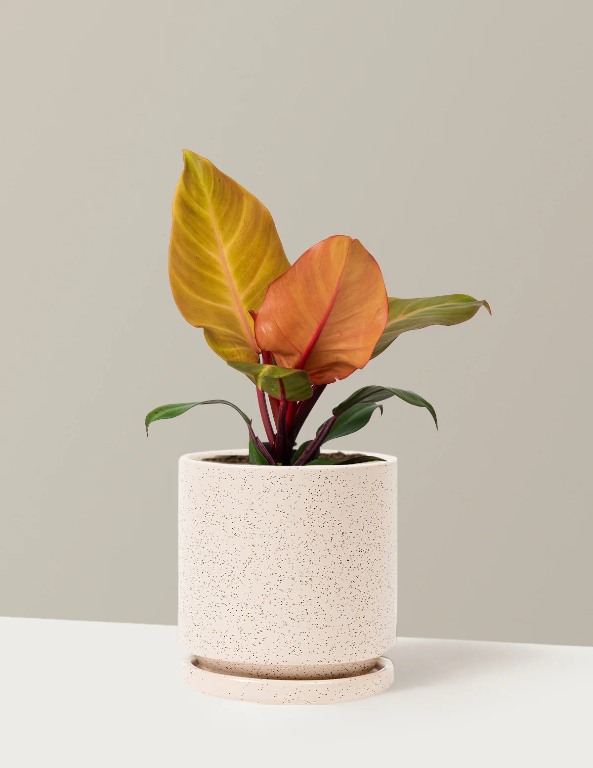 Philodendron McColley’s Finale - Image 14